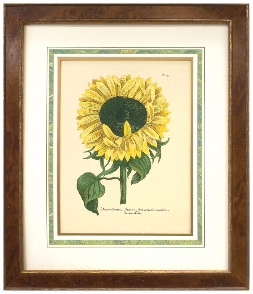 Botanical sunflower print in a custom brown wooden frame with a green marbled mat.